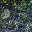 Pipit farlouse